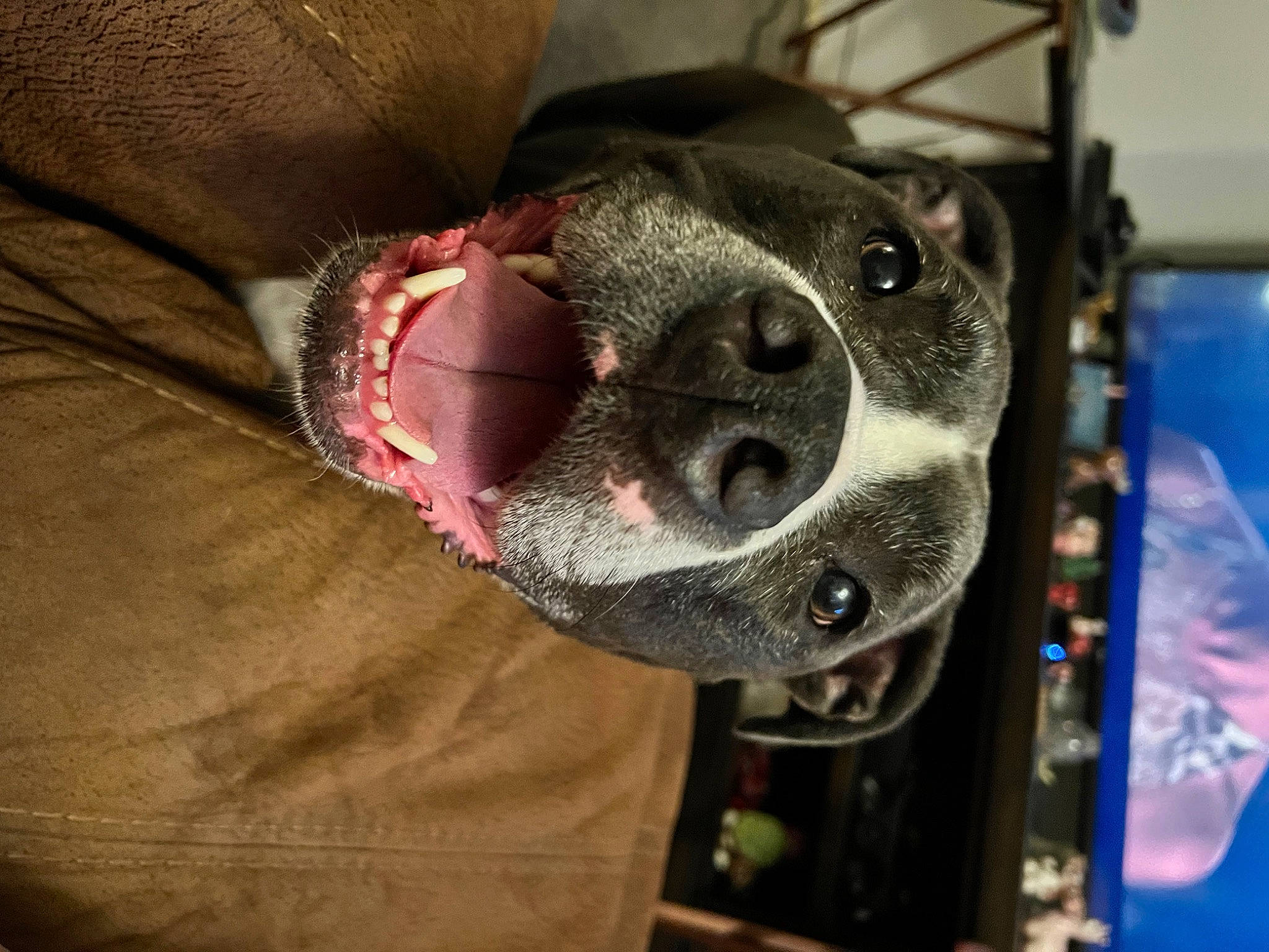 Lily is registered to the contest to win money with this photo: canidae, carnivore, collar, companion_dog, dog, dog_breed, dog_collar, dog_supply, eyewear, fashion_accessory, fawn, fur, leash, personal_protective_equipment, pet_supply, snout, sporting_group, whiskers, working_animal, wrinkle