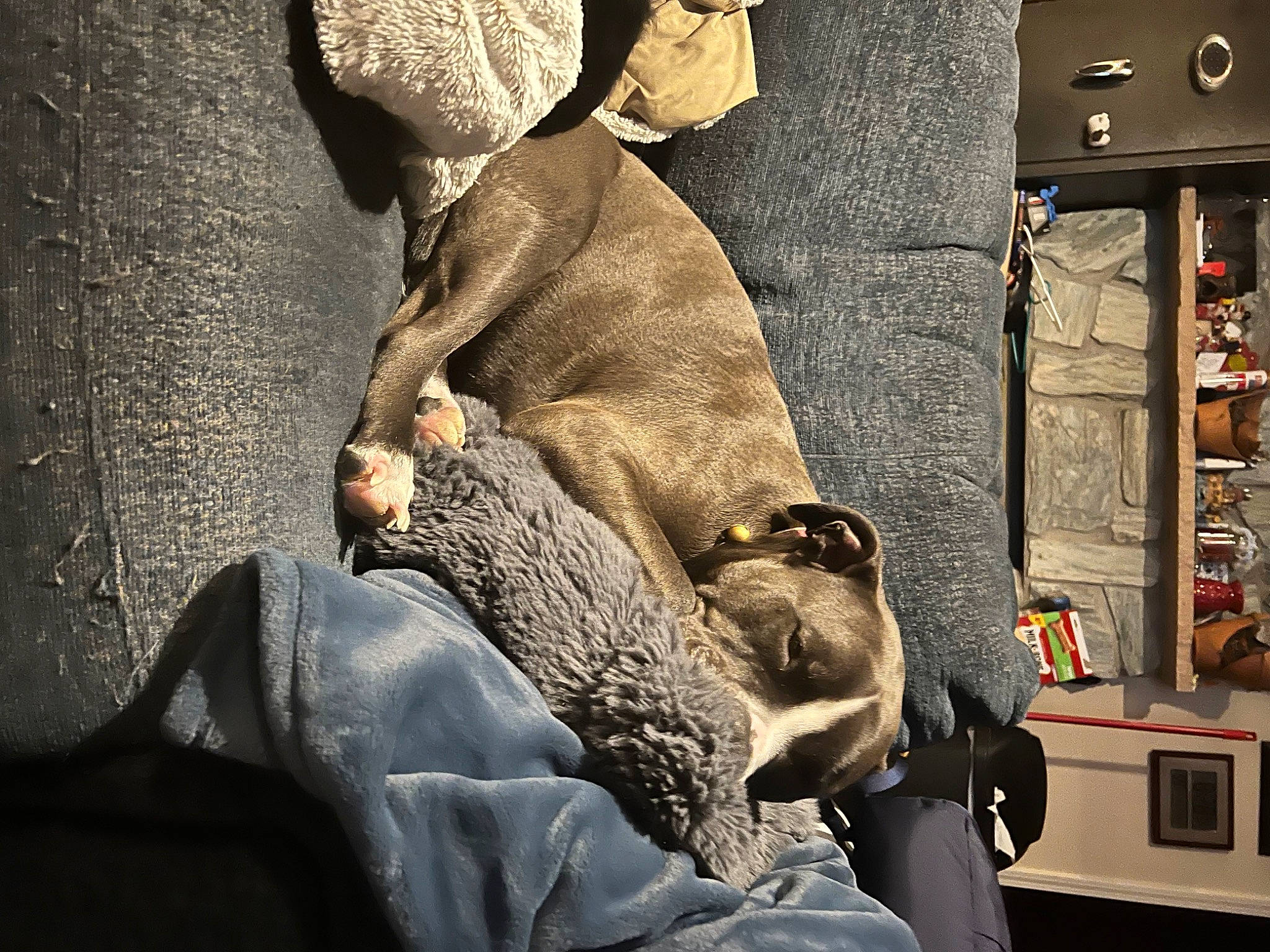 Lily joined the competition — help win amazing prizes! art, comfort, couch, darkness, eyewear, felidae, fur, grey, human_leg, linens, nap, room, sitting, sleep, street, visual_arts