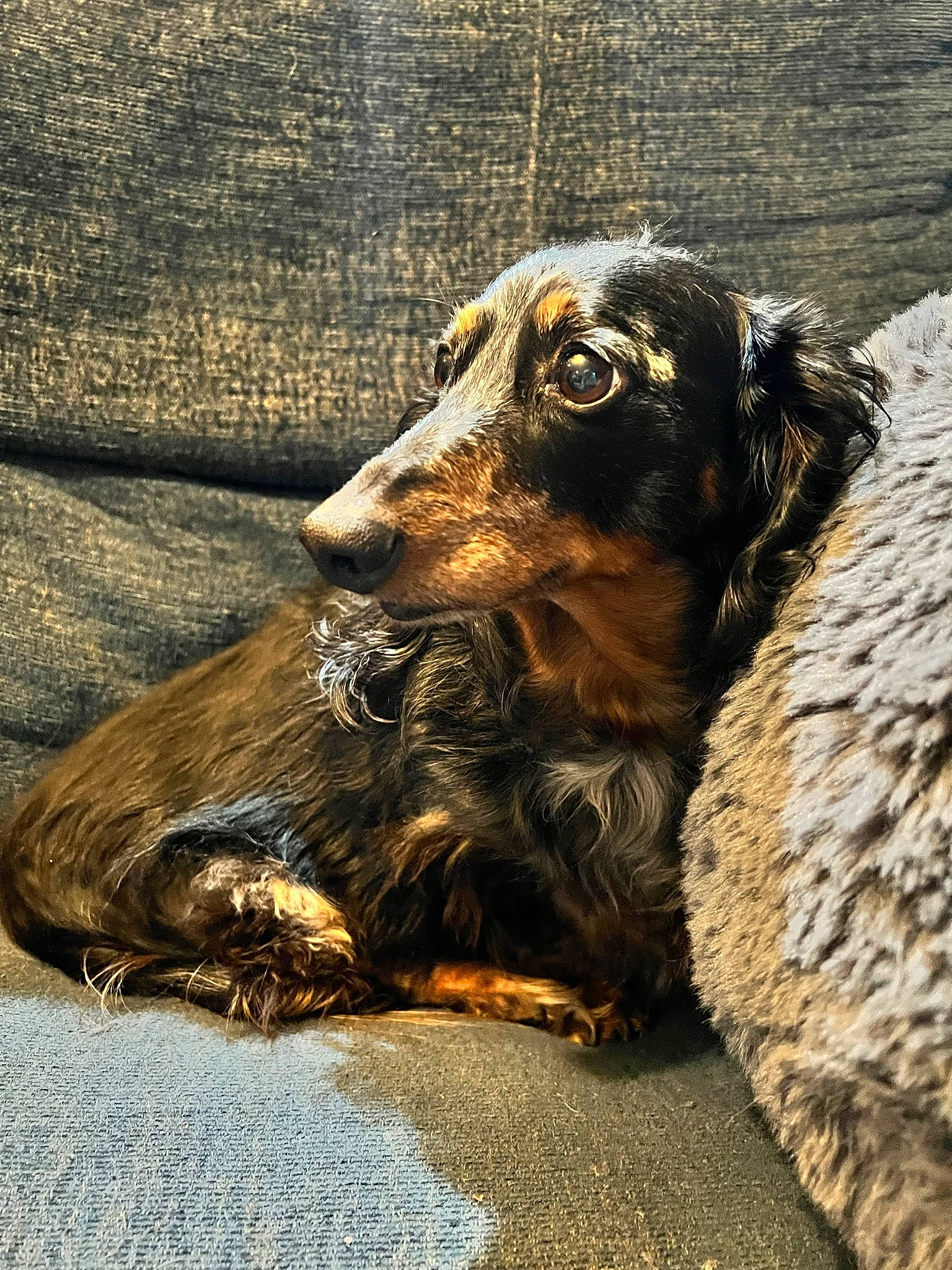 Maximus Aurelius is registered to the contest to win money with this photo: canidae, carnivore, companion_dog, dog, dog_breed, fawn, fur, hunting_dog, liver, snout, spaniel, sporting_group, terrestrial_animal, wood, working_animal, working_dog