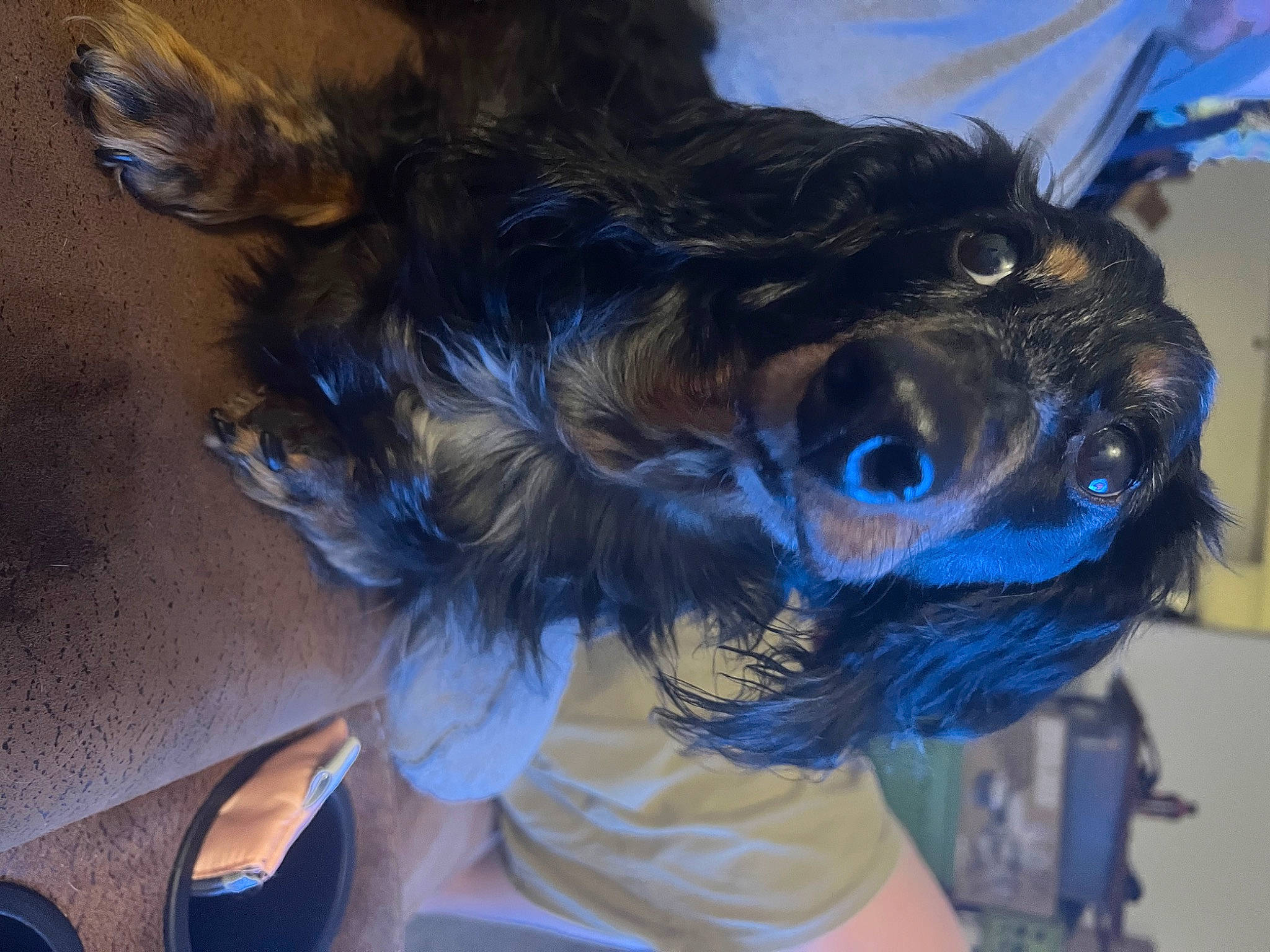 Maximus Aurelius joined the competition — help win amazing prizes! blue, canidae, carnivore, companion_dog, dog, dog_breed, dog_clothes, dog_supply, electric_blue, eye, fashion_accessory, fawn, feather, hat, liver, personal_protective_equipment, snout, sporting_group, toy_dog, whiskers