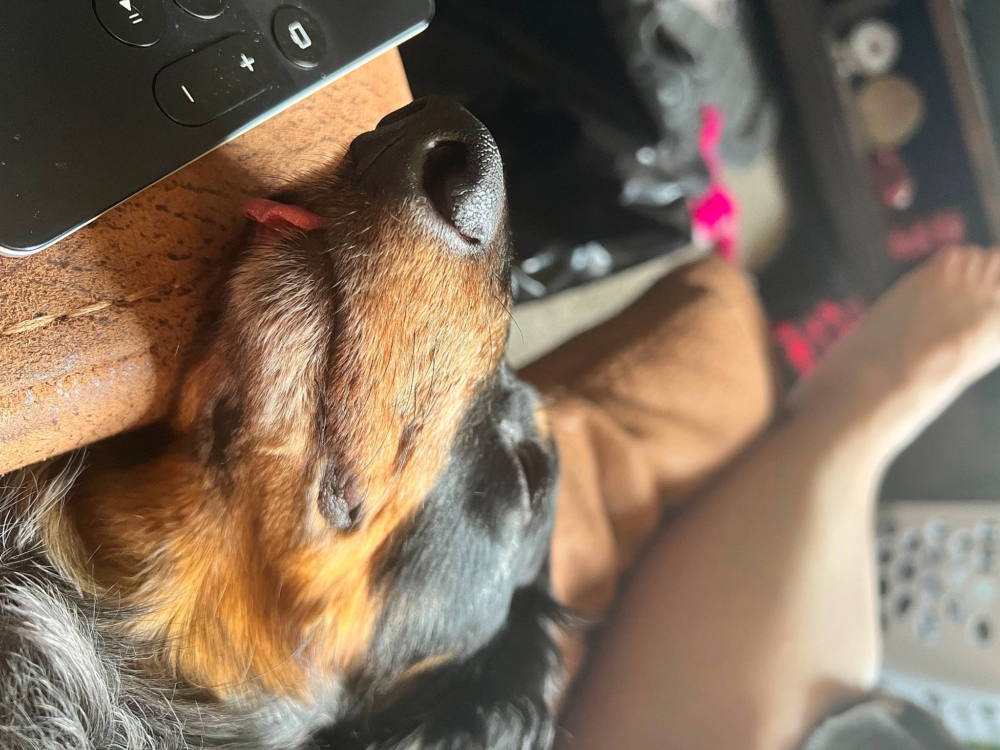 Maximus Aurelius is registered to the contest to win money with this photo: audio_equipment, canidae, carnivore, collar, companion_dog, dog, dog_breed, ear, fawn, foot, fur, guard_dog, human_leg, nail, paw, photography, sporting_group, toy_dog, whiskers, working_dog