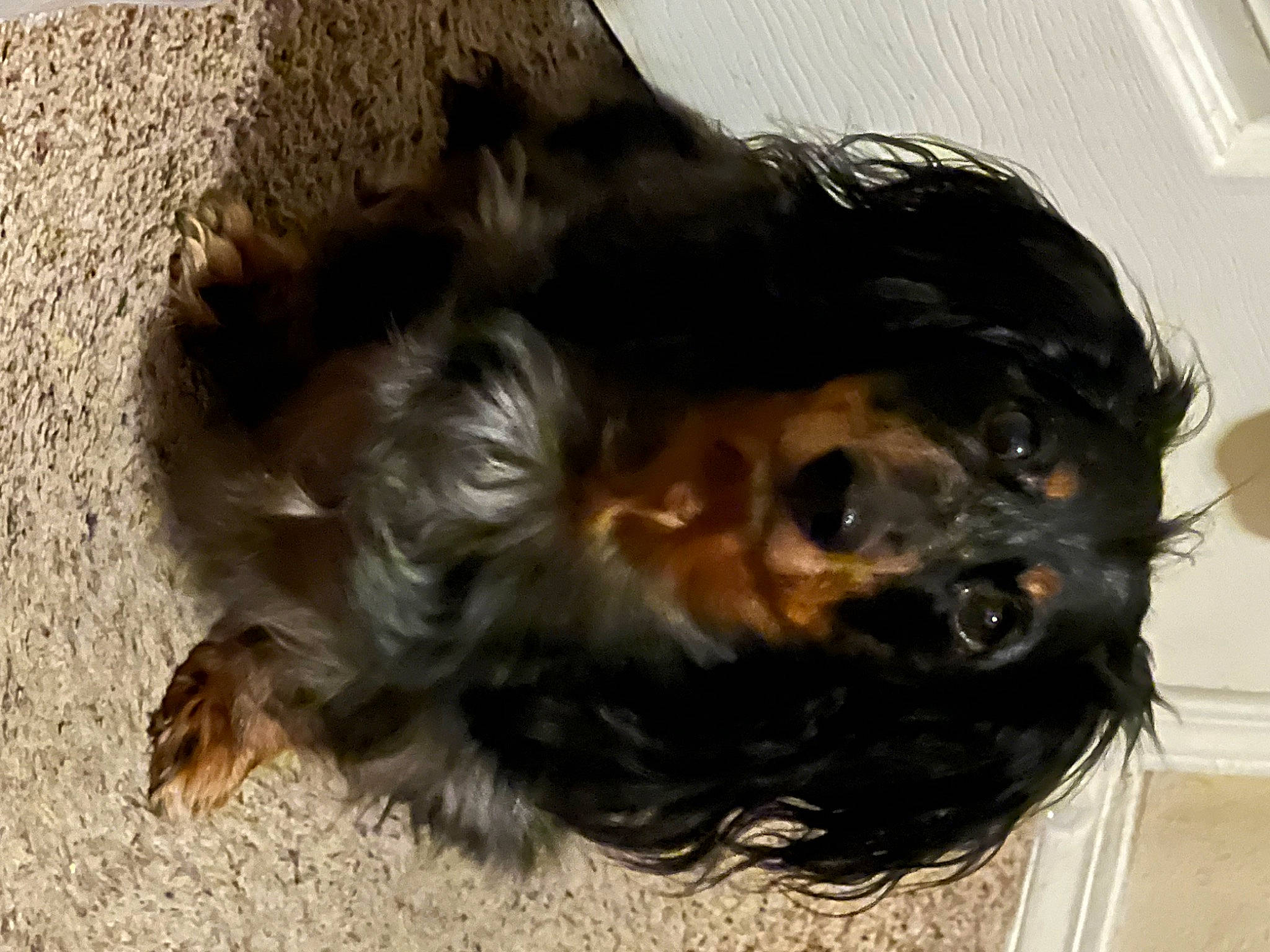 Maximus Aurelius joined the competition — help win amazing prizes! canidae, carnivore, companion_dog, dog, dog_breed, ear, fur, liver, puppy, small_terrier, spaniel, sporting_group, terrier, toy_dog, water_dog, working_animal, working_dog