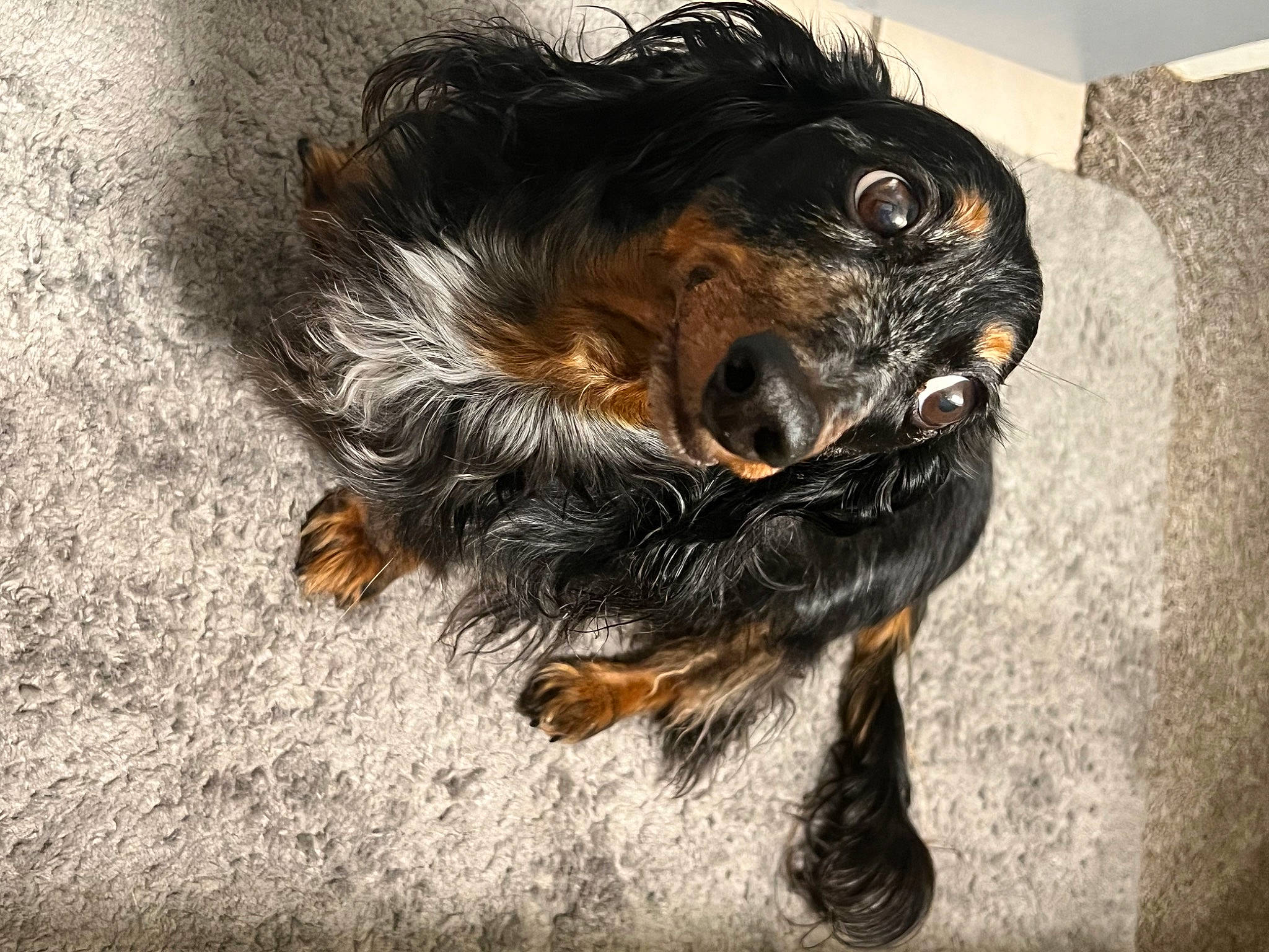 Maximus Aurelius is registered to the contest to win money with this photo: canidae, carnivore, claw, companion_dog, dog, dog_breed, felidae, fur, liver, paw, puppy, small_terrier, soil, sporting_group, tail, terrestrial_animal, terrier, toy_dog, whiskers, working_animal