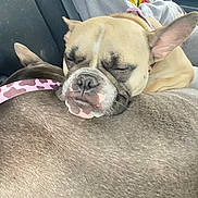 Twix joined the competition — help win amazing prizes! animal, blanket, bodypart, bostonbull, boxer, bulldog, canine, dog, frenchbulldog, mouth, person, pet, pitbull, puppy, sleeping, snout, whitedog