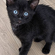 Elvis a rejoint le concours — aidez-le/la à gagner de superbes lots ! kitten, cat, black_cat, blue_eyes, animal, pet, feline, fur, whiskers, ears, paws, standing, indoor, wood_floor, portrait, close_up, cute, adorable, dark_fur, curious