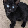 kitten, cat, black_cat, blue_eyes, animal, pet, feline, fur, whiskers, ears, paws, standing, indoor, wood_floor, portrait, close_up, cute, adorable, dark_fur, curious