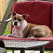 Shorty Ann joined the competition — help win amazing prizes! dog, outdoor, chair, red_cushion, patio, fence, relaxed, pet, animal, brown_and_white, seated, sunlight, calm, ears_up, wrinkled_skin, furniture, backyard, resting, canine, daytime