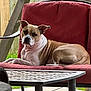dog, outdoor, chair, red_cushion, patio, fence, relaxed, pet, animal, brown_and_white, seated, sunlight, calm, ears_up, wrinkled_skin, furniture, backyard, resting, canine, daytime