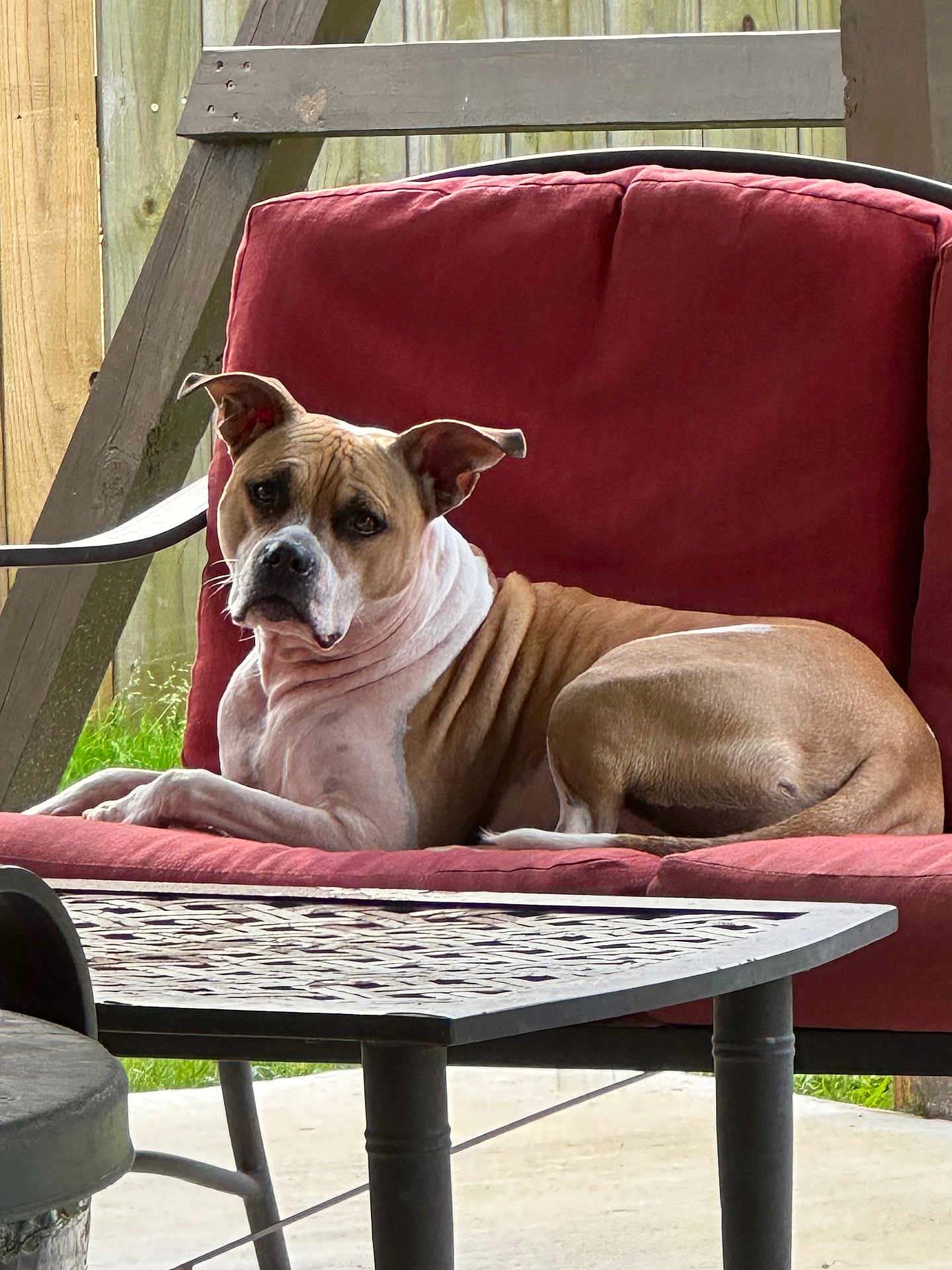 Shorty Ann joined the competition — help win amazing prizes! dog, outdoor, chair, red_cushion, patio, fence, relaxed, pet, animal, brown_and_white, seated, sunlight, calm, ears_up, wrinkled_skin, furniture, backyard, resting, canine, daytime