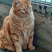Wiko a rejoint le concours — aidez-le/la à gagner de superbes lots ! cat, orange_tabby, feline, pet, animal, sitting, fur, whiskers, green_eyes, outdoor, concrete, wall, metal_fence, texture, peeling_paint, closeup, portrait, looking_away, domestic_cat, calm
