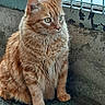 cat, orange_tabby, feline, pet, animal, sitting, fur, whiskers, green_eyes, outdoor, concrete, wall, metal_fence, texture, peeling_paint, closeup, portrait, looking_away, domestic_cat, calm
