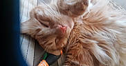 Wiko a rejoint le concours — aidez-le/la à gagner de superbes lots ! animal, cat, cozy, cushion, cute, domestic_animal, feline, fluffy, fur, indoor, nap, orange_cat, paw, pet, relaxation, resting, sleeping, striped, toy_mouse, whiskers