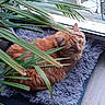 Wiko participe au concours pour gagner de l'argent avec cette photo : cat, orange_cat, pet, furry, indoor, window, plant, green_leaves, rug, shaggy_rug, cozy, curious, looking_up, resting, soft_texture, home, domestic, animal, feline, natural_light