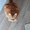 Wiko a rejoint le concours — aidez-le/la à gagner de superbes lots ! animal, blurred, cat, curious, cute, domestic_cat, ears, feline, flooring, fur, home, indoor, looking_up, mammal, orange_cat, pet, tail, texture, whiskers, wooden_floor