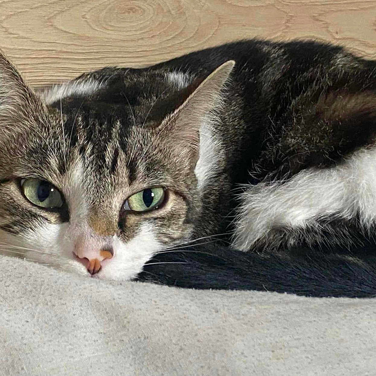 Eren participe au concours pour gagner de l'argent avec cette photo : animal, cat, close_up, cozy, curled_up, cute, ears, face, fur, green_eyes, indoor, nose, pet, relaxed, resting, sleepy, soft_surface, tabby, whiskers, wood_background