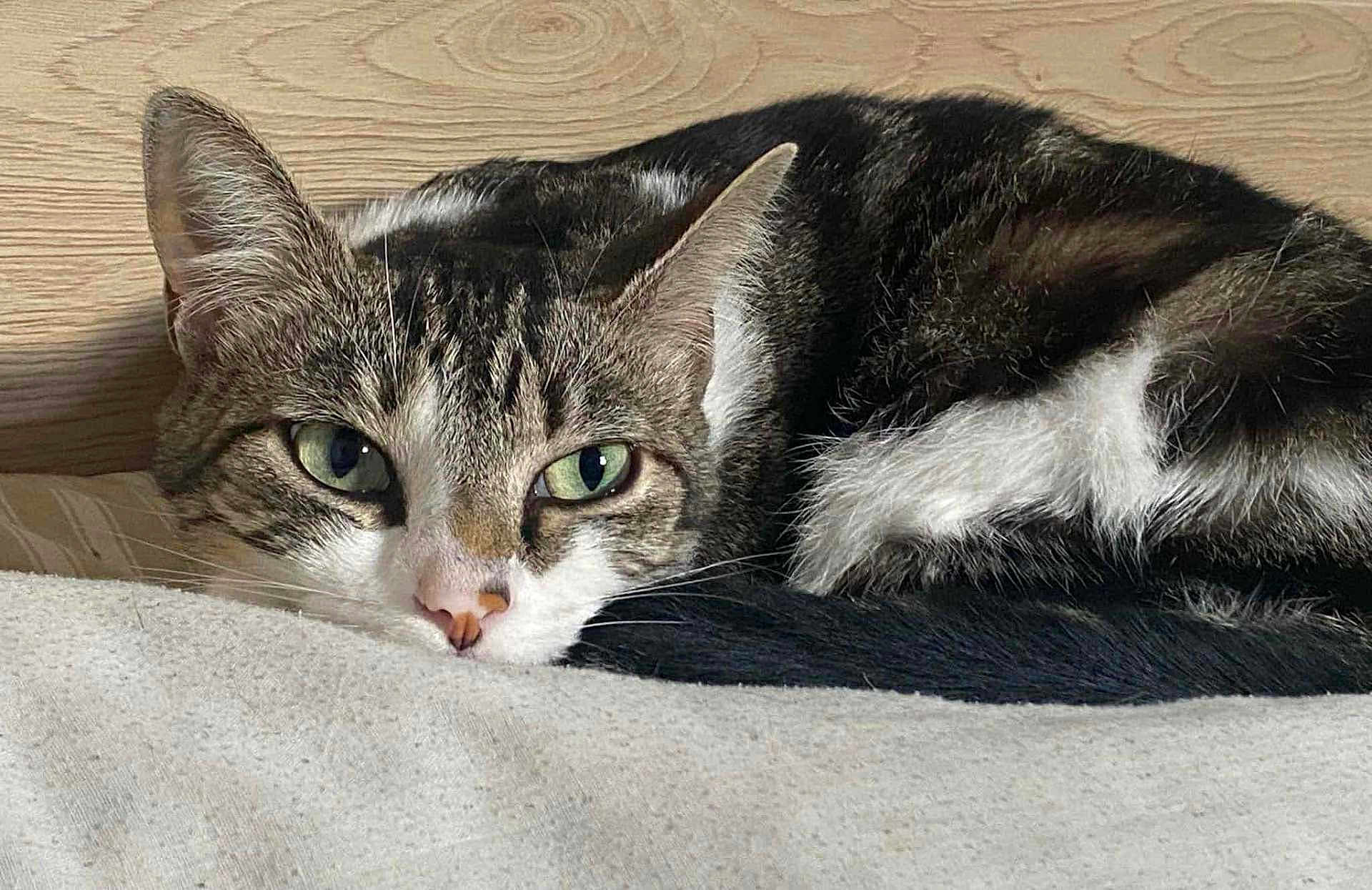 Eren participe au concours pour gagner de l'argent avec cette photo : animal, cat, close_up, cozy, curled_up, cute, ears, face, fur, green_eyes, indoor, nose, pet, relaxed, resting, sleepy, soft_surface, tabby, whiskers, wood_background