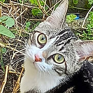Eren participe au concours pour gagner de l'argent avec cette photo : animal, cat, closeup, curious, ears, face, fur, grass, green_eyes, ground, mammal, nature, outdoor, pet, plants, portrait, tabby, twigs, whiskers, wildlife