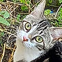 animal, cat, closeup, curious, ears, face, fur, grass, green_eyes, ground, mammal, nature, outdoor, pet, plants, portrait, tabby, twigs, whiskers, wildlife