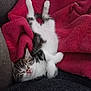 Eren a rejoint le concours — aidez-le/la à gagner de superbes lots ! animal, blanket, couch, cozy, cute, fur, furry, indoor, kitten, peaceful, pet, pink_nose, red_blanket, relaxed, resting, sleeping, small, soft, tabby, white_paws
