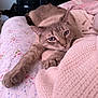 cat, feline, pet, blue_eyes, grey_fur, paw, whiskers, bed, blanket, knit_blanket, floral_sheet, cozy, indoor, resting, close_up, portrait, cute, bedding, nightstand, furniture
