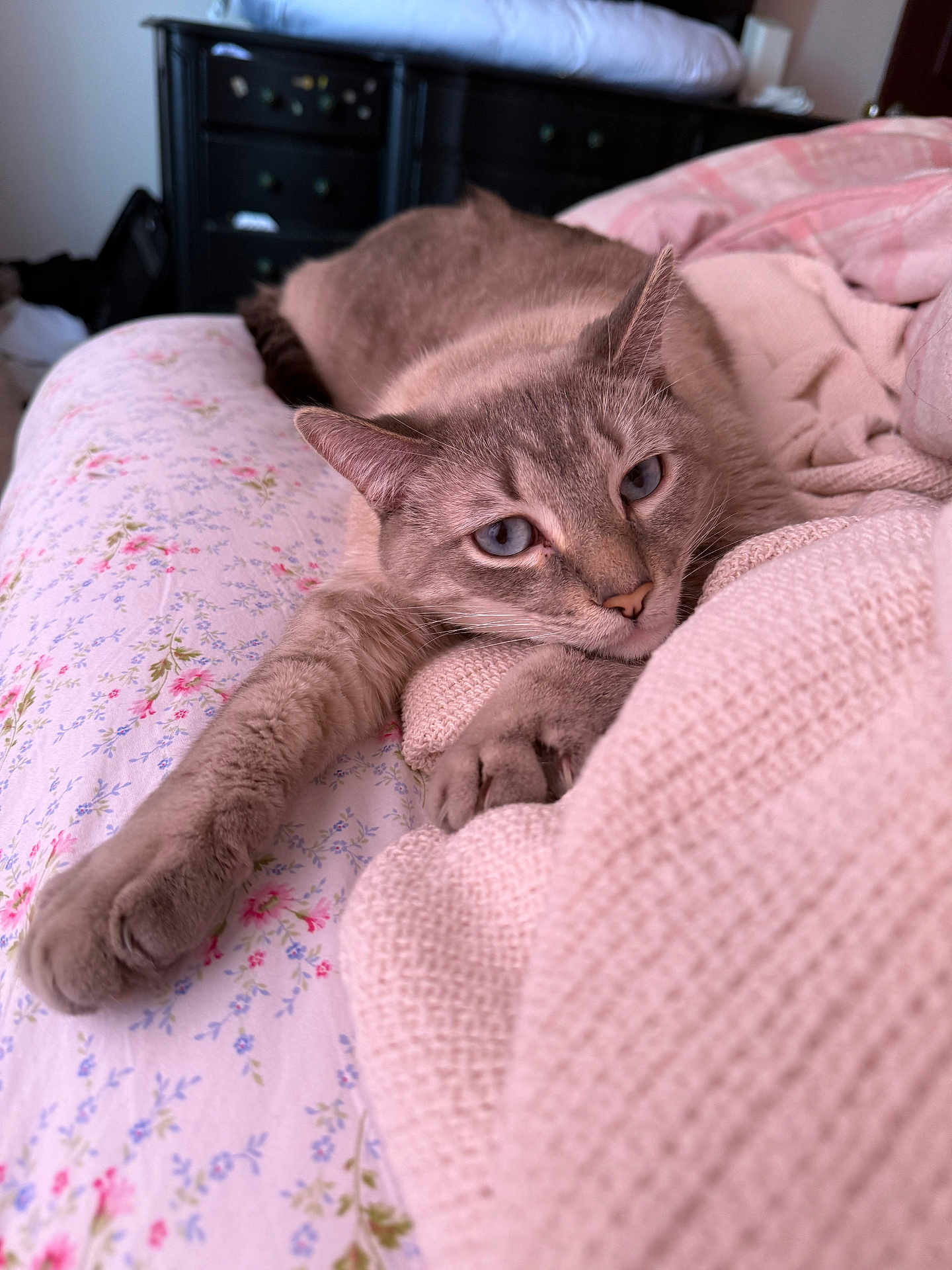 Lolo joined the competition — help win amazing prizes! cat, feline, pet, blue_eyes, grey_fur, paw, whiskers, bed, blanket, knit_blanket, floral_sheet, cozy, indoor, resting, close_up, portrait, cute, bedding, nightstand, furniture