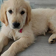 Sia participe au concours pour gagner de l'argent avec cette photo : adorable, animal, canine, close_up, cute, dog, domestic_animal, floor, fur, golden_retriever, indoor, looking_at_camera, lying_down, mammal, pet, playful, portrait, puppy, resting, young