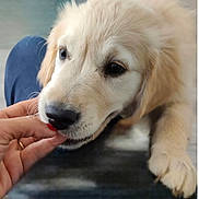 Sia participe au concours pour gagner de l'argent avec cette photo : adorable, animal, canine, closeup, cute, dog, domestic_animal, face, finger, fluffy, friendly, fur, golden_retriever, hand, indoor, nibble, pet, playful, puppy, young