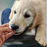 adorable, animal, canine, closeup, cute, dog, domestic_animal, face, finger, fluffy, friendly, fur, golden_retriever, hand, indoor, nibble, pet, playful, puppy, young