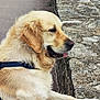 Sia participe au concours pour gagner de l'argent avec cette photo : animal, calm, canine, closeup, daylight, dog, ear, fur, golden_retriever, leash, mammal, muzzle, nature, outdoor, pavement, pet, side_view, sitting, stone_wall, tongue