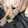 dog, puppy, golden_retriever, tennis_ball, blanket, indoor, pet, animal, cute, fur, paw, resting, playing, cozy, closeup, soft, nose, ears, laying_down, young