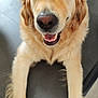 dog, golden_retriever, cap, pet, animal, happy, smiling, paws, indoor, floor, canine, fur, cute, friendly, portrait, domestic_animal, looking_at_camera, headwear, playful, closeup