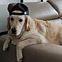 dog, golden_retriever, cap, baseball_cap, pet, indoor, couch, furniture, relaxed, laying_down, beige, window, modern, canine, animal, fur, domestic_animal, mammal, headwear, resting