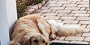Sia a rejoint le concours — aidez-le/la à gagner de superbes lots ! animal, canine, cobblestone, daylight, dog, doorstep, flower, fur, garden, golden_retriever, home, nature, outdoor, pavement, pet, plant, quiet, relaxed, resting, sleeping