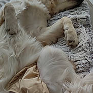 Sia a rejoint le concours — aidez-le/la à gagner de superbes lots ! dog, golden_retriever, lying_down, couch, blanket, indoor, relaxed, pet, fur, sleeping, light, window, diaper, cozy, resting, animal, domestic, white, beige, fluffy