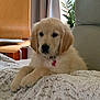 golden_retriever, puppy, dog, blanket, indoor, chair, couch, plant, window, natural_light, fur, pet, collar, cozy, resting, cute, animal, domestic, calm, living_room