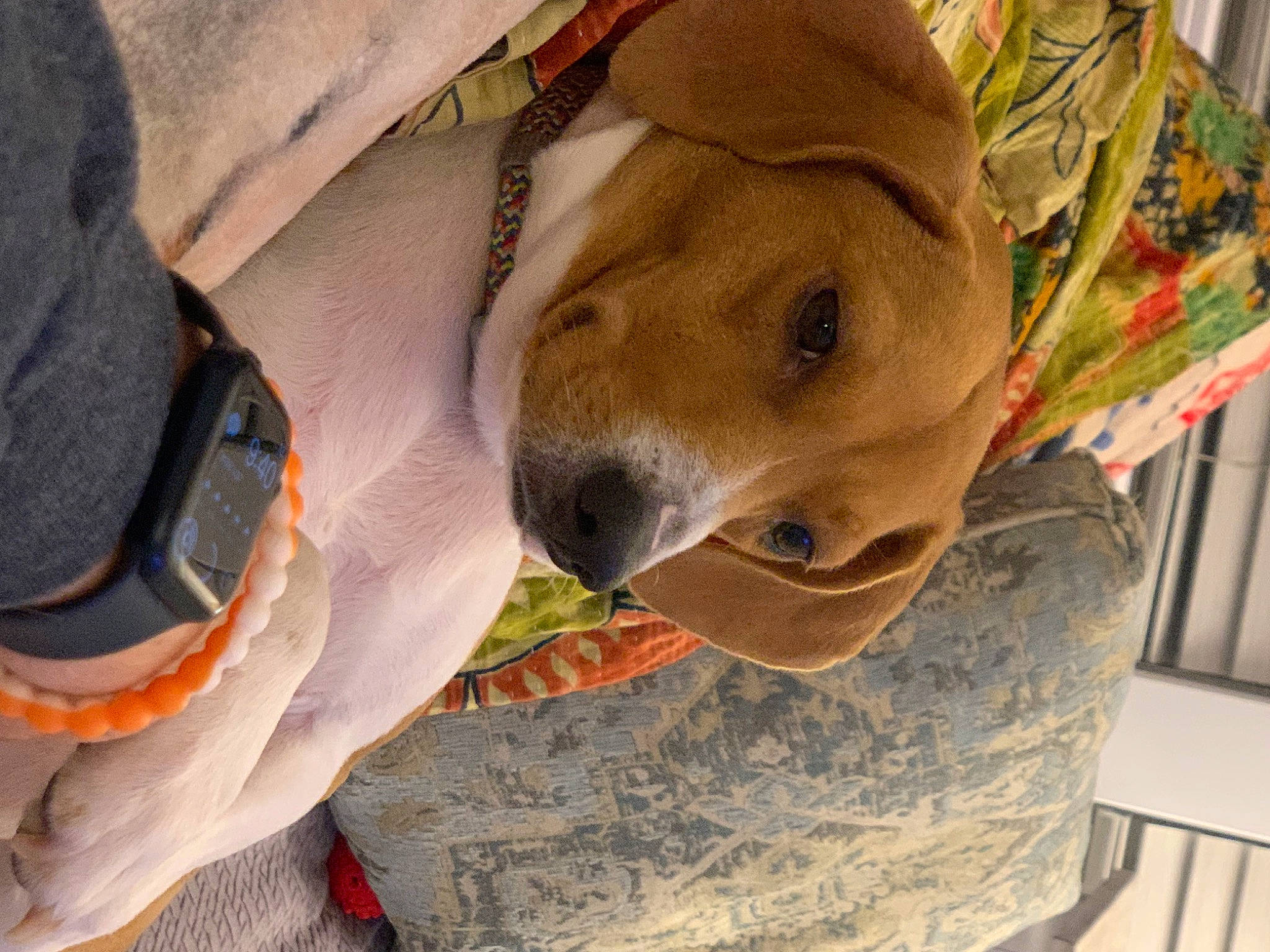 Hazel is registered to the contest to win money with this photo: adventure, canidae, carnivore, collar, companion_dog, dog, dog_breed, dog_collar, dog_supply, fawn, non_sporting_group, personal_protective_equipment, pet_supply, snout, sporting_group, whiskers, working_animal