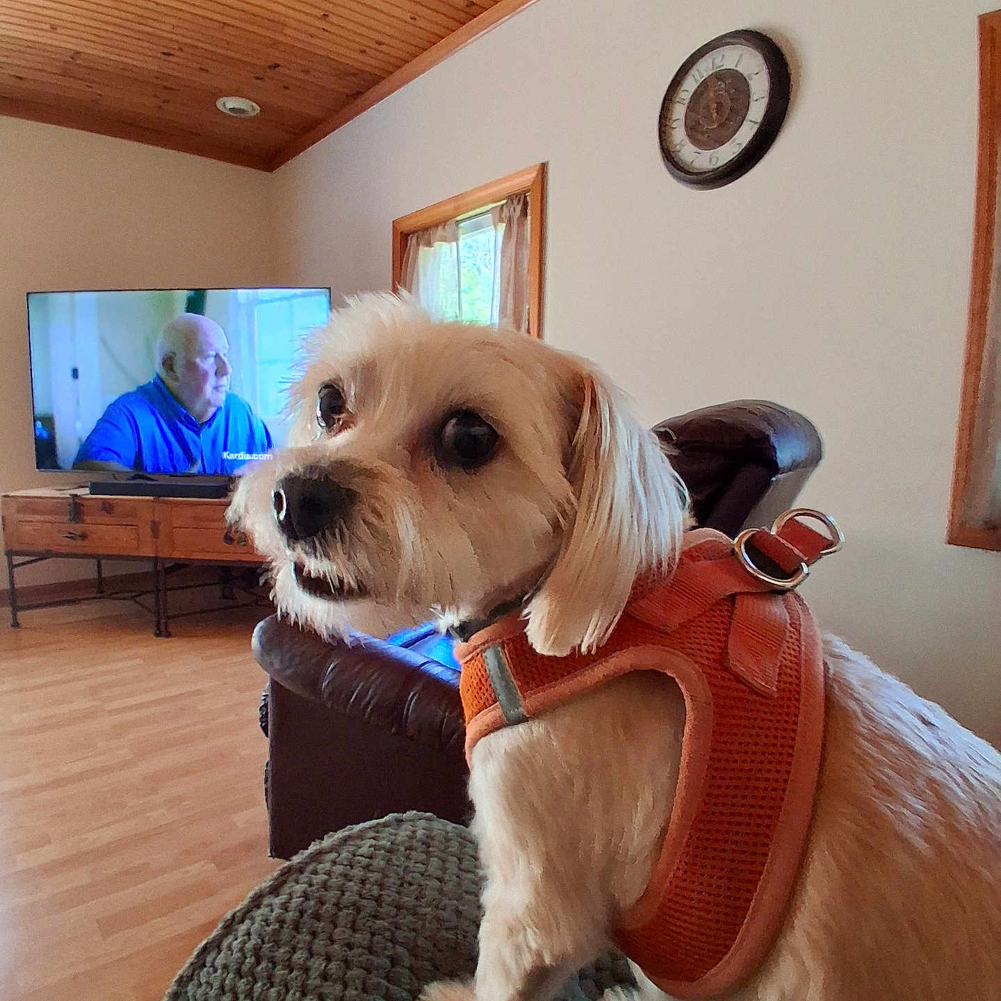 Hessy joined the competition — help win amazing prizes! alert, canine, cozy, curtains, dog, elderly_man_on_tv, furniture, green_ottoman, home_interior, indoor, leather_chair, living_room, orange_harness, pet, small_dog, television, wall_clock, window, wooden_ceiling, wooden_floor