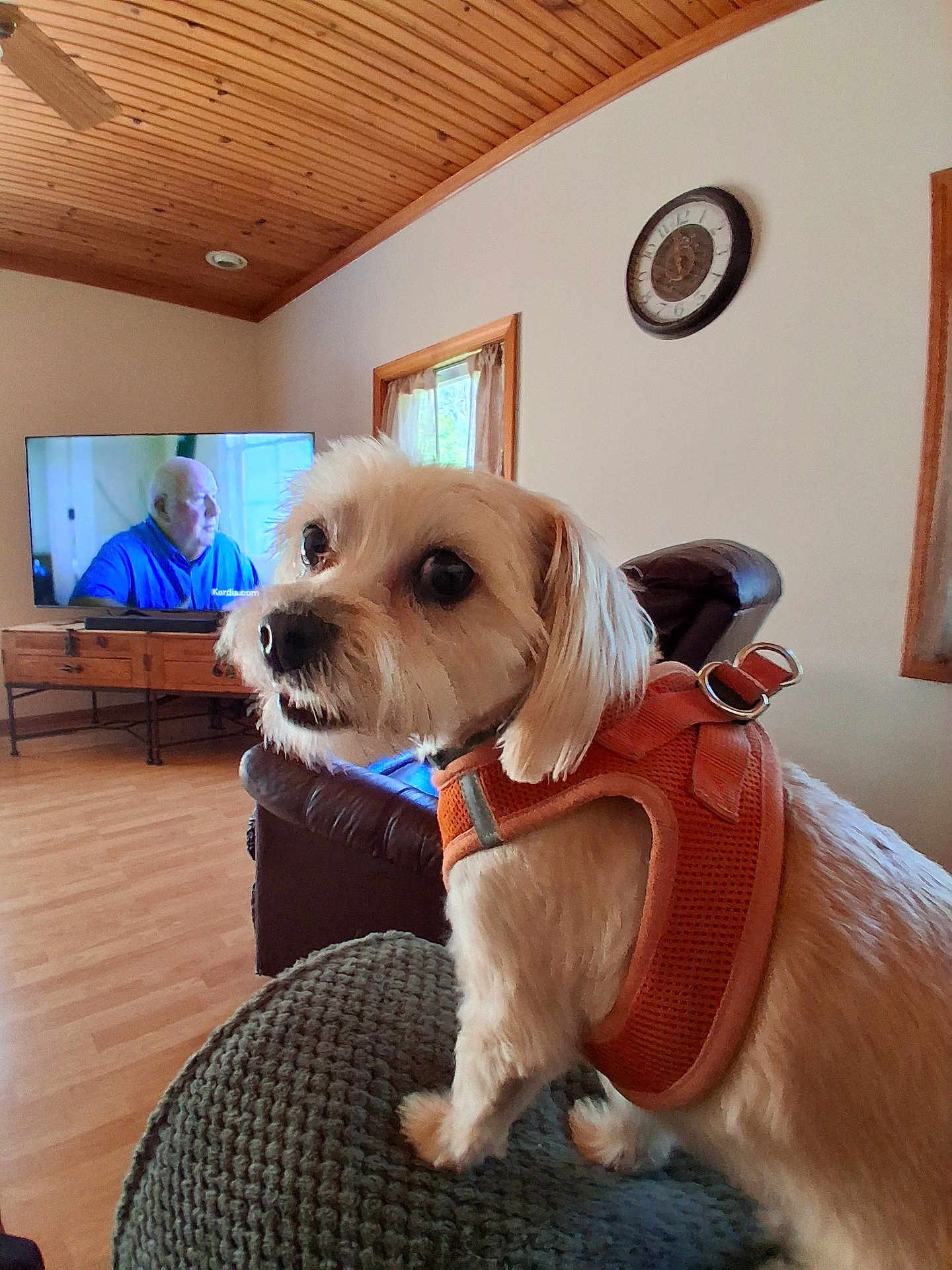 Hessy joined the competition — help win amazing prizes! alert, canine, cozy, curtains, dog, elderly_man_on_tv, furniture, green_ottoman, home_interior, indoor, leather_chair, living_room, orange_harness, pet, small_dog, television, wall_clock, window, wooden_ceiling, wooden_floor