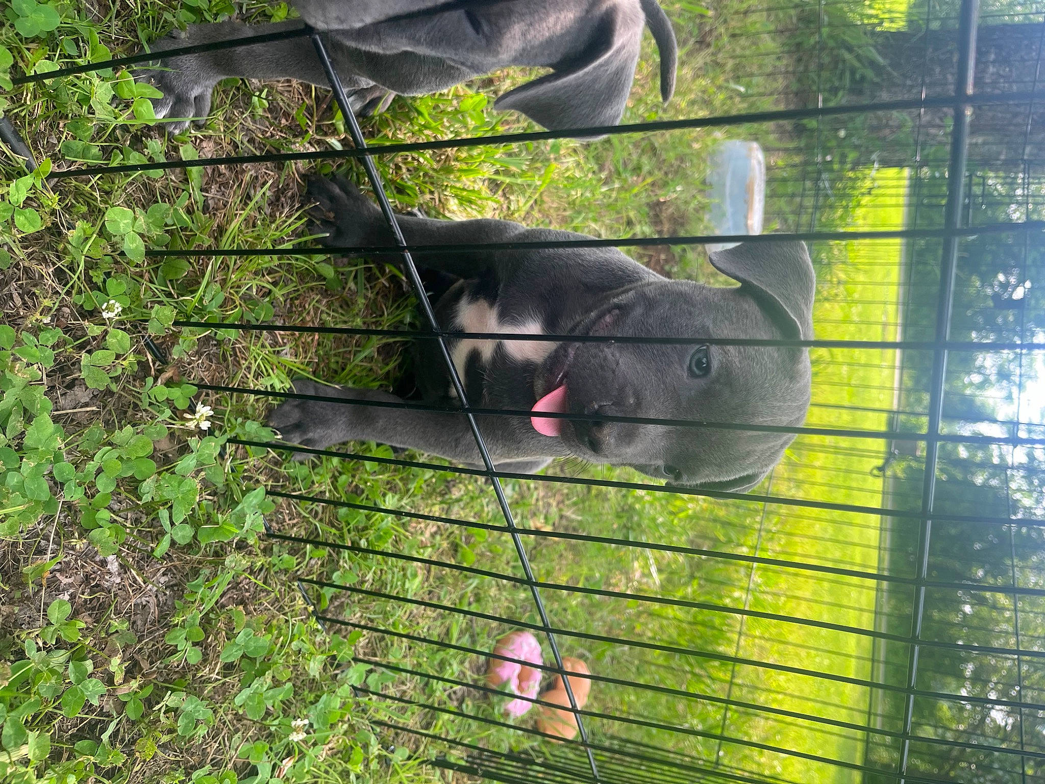 Missile is registered to the contest to win money with this photo: animal_shelter, cage, fawn, fence, fur, grass, mammal, mesh, muroidea, plant, rabbits_and_hares, rodent, snout, tail, terrestrial_animal, tree, vertebrate, whiskers, wildlife, wire_fencing