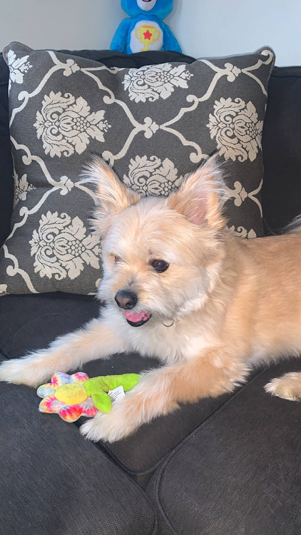 Hazel Mae is registered to the contest to win money with this photo: blue, canidae, carnivore, collar, companion_dog, dog, dog_breed, dog_supply, fashion_accessory, fawn, fur, pattern, pet_supply, pillow, puppy, small_terrier, snout, sporting_group, toy_dog, whiskers