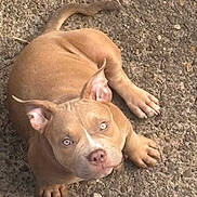 Nova joined the competition — help win amazing prizes! animal, attention, brown_fur, canine, curious, cute, dog, ears, gravel, ground, looking_up, mammal, outdoor, paws, pet, pit_bull, puppy, tail, texture, young