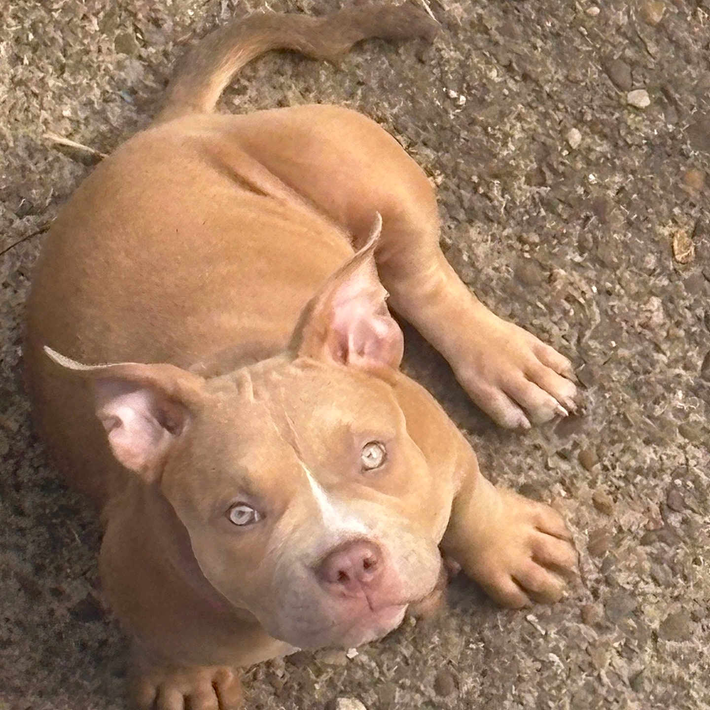 Nova