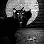 black_cat, cat, shadow, spotlight, brick_wall, fish, noir, dramatic_lighting, night, street, animal, pet, texture, silhouette, mysterious, dark, contrast, whiskers, eyes, outdoor