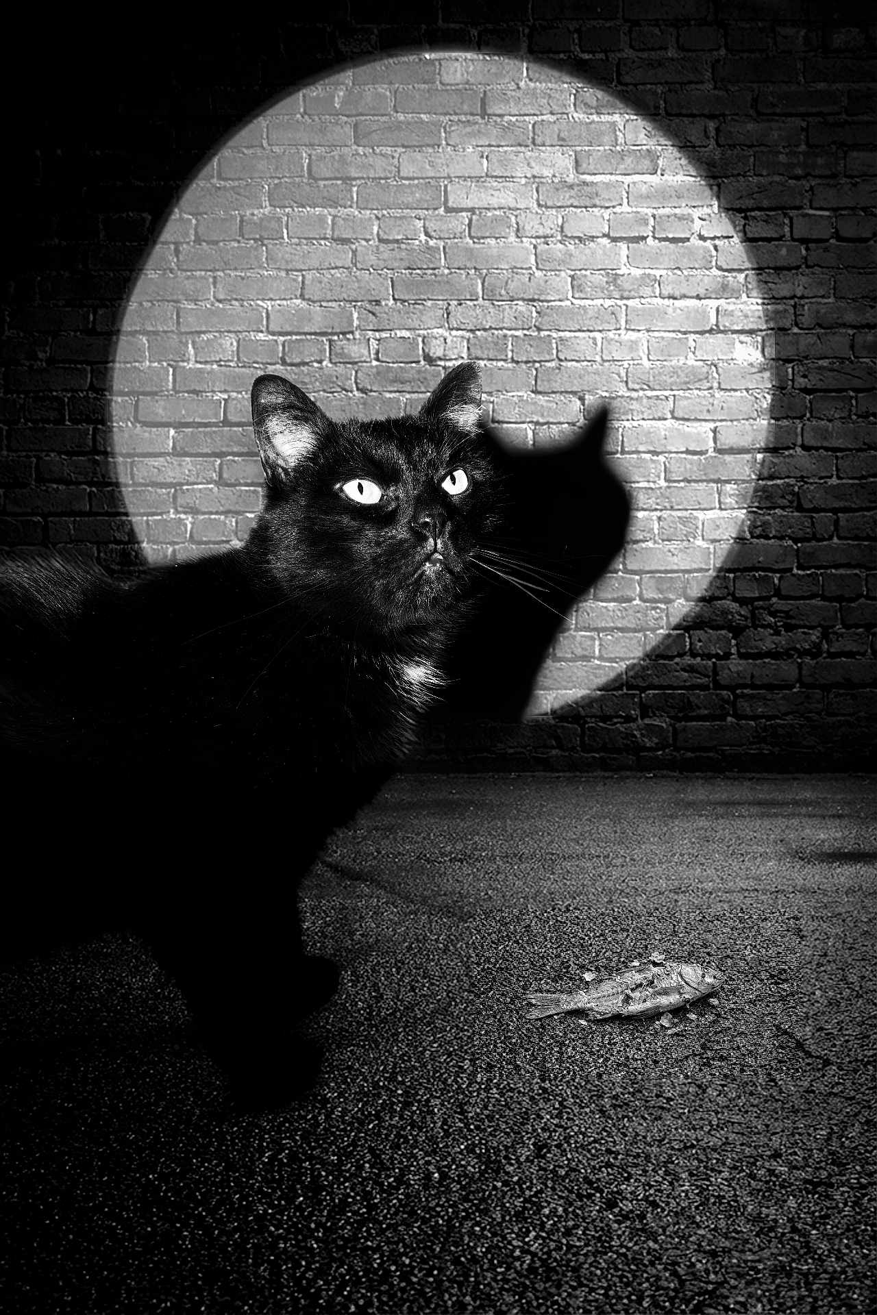 Neo participe au concours pour gagner de l'argent avec cette photo : black_cat, cat, shadow, spotlight, brick_wall, fish, noir, dramatic_lighting, night, street, animal, pet, texture, silhouette, mysterious, dark, contrast, whiskers, eyes, outdoor