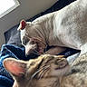 Mochi joined the competition — help win amazing prizes! dog, cat, sleeping, nap, indoor, blanket, pet, animal, closeup, window, fur, cozy, relaxation, friendship, bed, resting, whiskers, ear, soft, natural_light