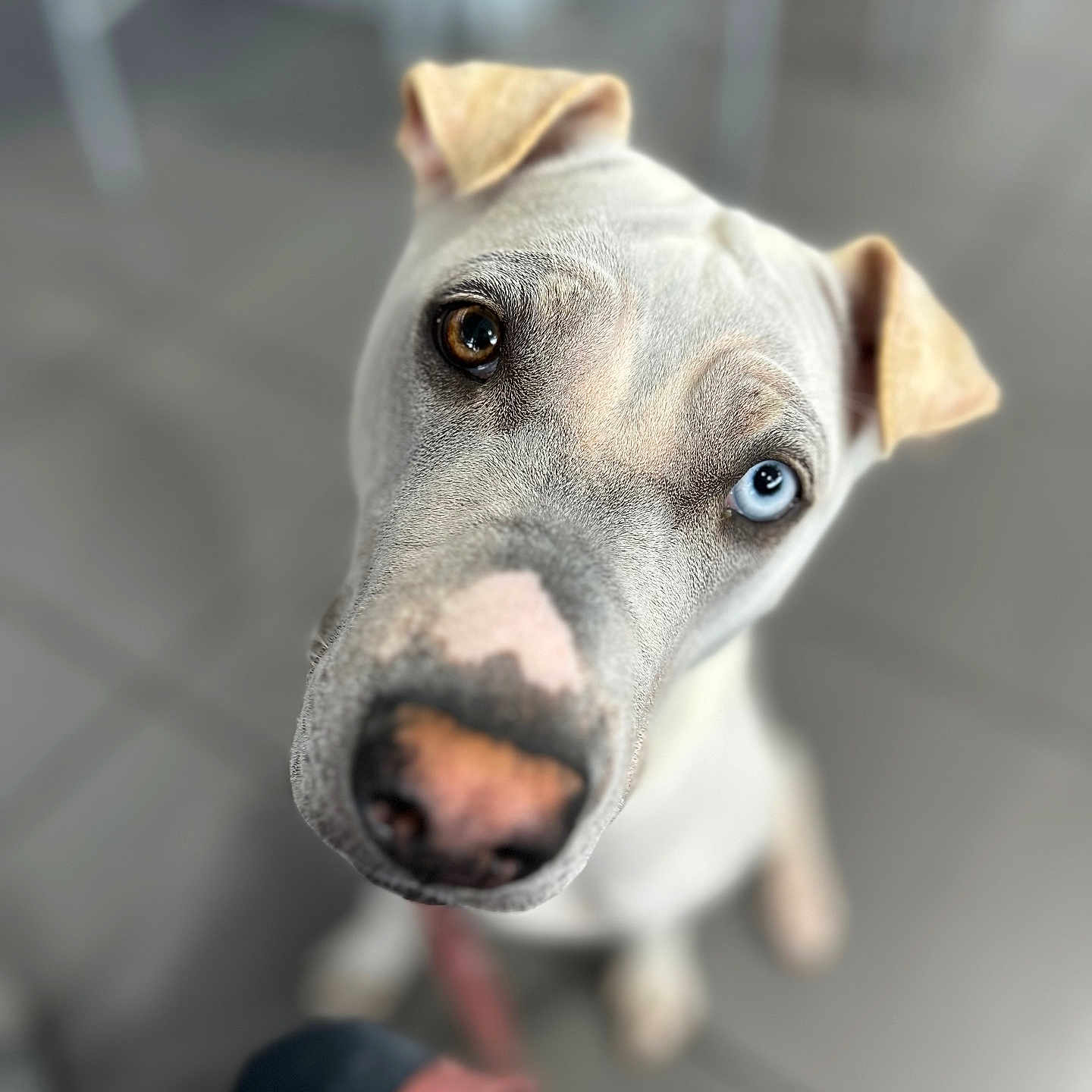 Mochi