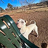 Mochi joined the competition — help win amazing prizes! dog, white_dog, blue_eyes, plastic_chair, outdoor, park, sunny, leafless_trees, dry_grass, dirt_ground, curious, playful, pet, nature, daytime, fence, background_houses, sky, animal, canine