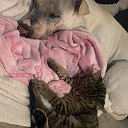 Mochi is registered to the contest to win money with this photo: dog, cat, bed, blanket, pink_blanket, sleeping, resting, tabby_cat, white_dog, cozy, indoor, pets, animal, fur, snuggling, relaxing, companion, cute, domestic, comfort