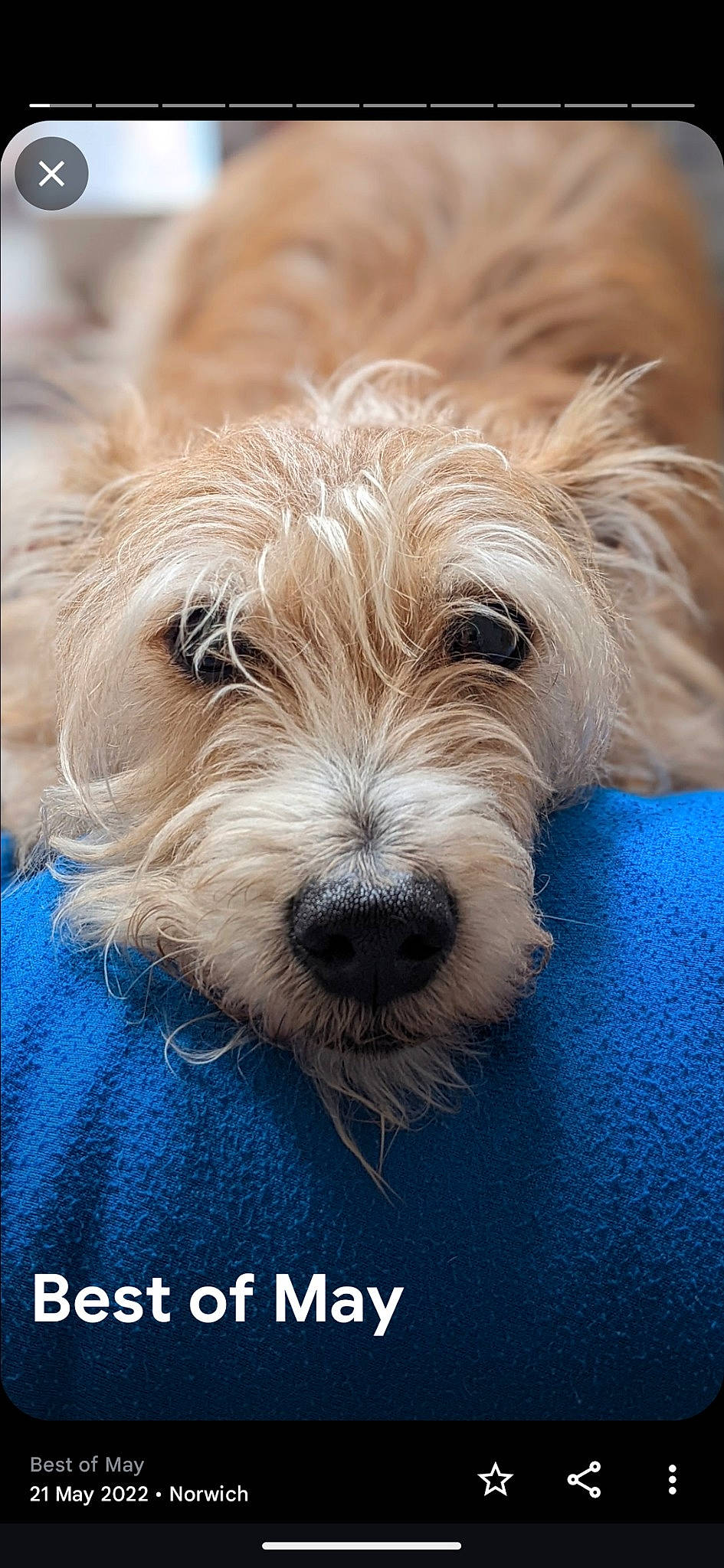 Shorty is registered to the contest to win money with this photo: biewer_terrier, canidae, carnivore, companion_dog, dog, dog_breed, fur, maltepoo, small_terrier, snout, sporting_group, terrestrial_animal, terrier, toy_dog, water_dog, working_animal