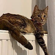 Princesse participe au concours pour gagner de l'argent avec cette photo : animal, brown, cat, collar, curious, cute, domestic, feline, fur, indoor, mammal, paw, pet, radiator, relaxed, resting, striped, tabby, tail, whiskers